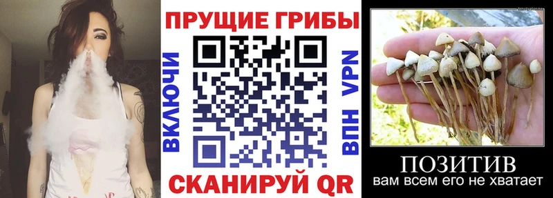 Галлюциногенные грибы Psilocybine cubensis Тюмень