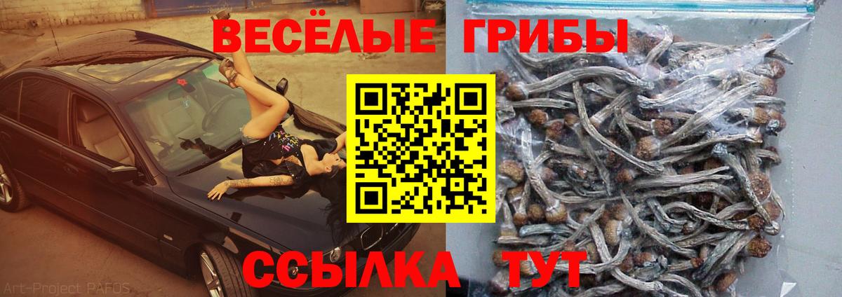 Галлюциногенные грибы Psilocybine cubensis Тюмень